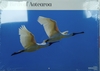 CALENDAR 2024 BIRDS OF AOTEAROA