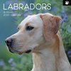 2025 SQUARE CALENDAR LABRADORS