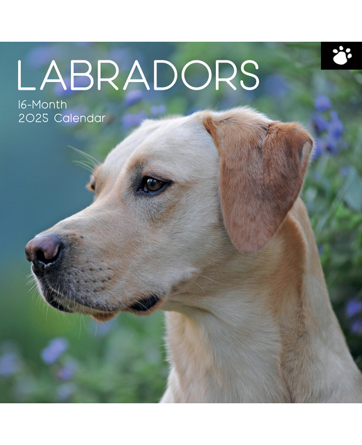 2025 SQUARE CALENDAR LABRADORS