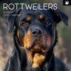 2025 SQUARE CALENDAR ROTTWEILERS