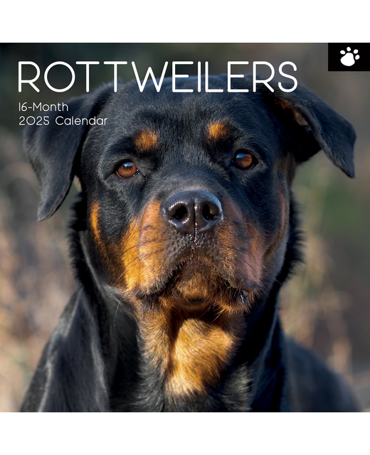 2025 SQUARE CALENDAR ROTTWEILERS