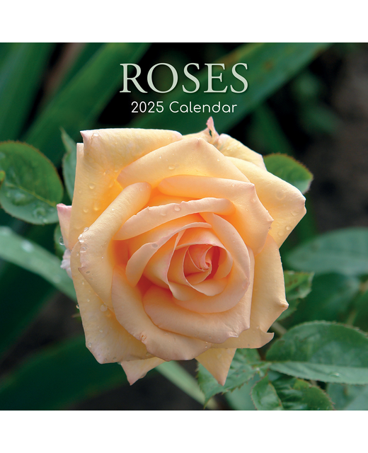 2025 SQUARE CALENDAR ROSES