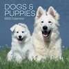 2025 SQUARE CALENDAR DOGS & PUPPIES