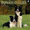 2025 SQUARE CALENDAR BORDER COLLIES