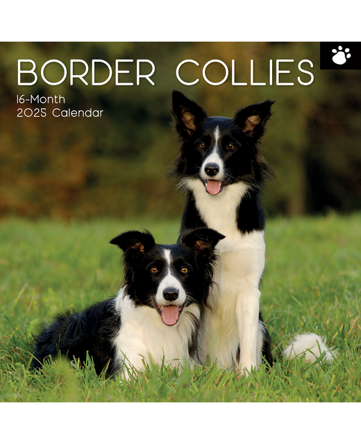 2025 SQUARE CALENDAR BORDER COLLIES