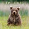 2025 SQUARE CALENDAR BABY ANIMALS