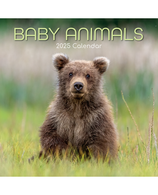 2025 SQUARE CALENDAR BABY ANIMALS