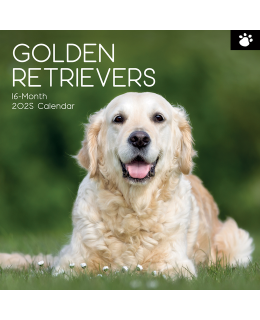 2025 SQUARE CALENDAR GOLDEN RETRIEVERS