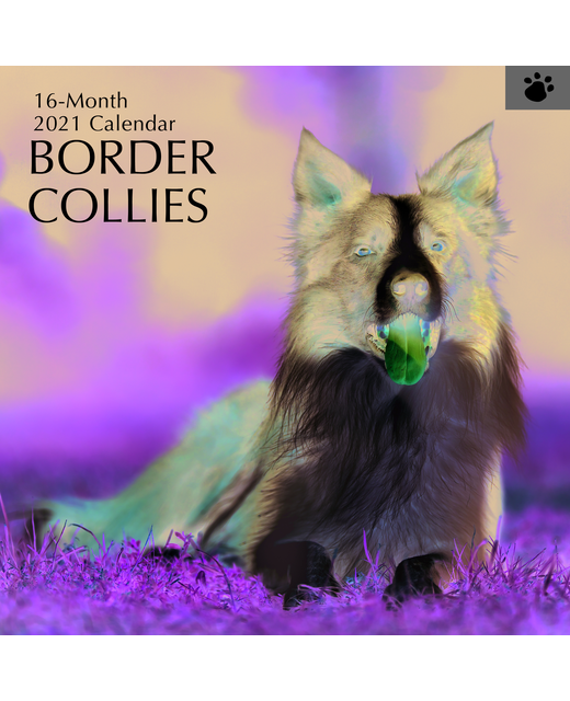 2021 SQUARE CALENDAR BORDER COLLIES